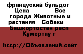 француский бульдог › Цена ­ 40 000 - Все города Животные и растения » Собаки   . Башкортостан респ.,Кумертау г.